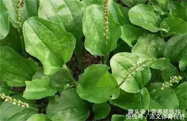 车前草|这菜全身都是宝，可惜很多人当草，晒干泡水好处多，别不知价值