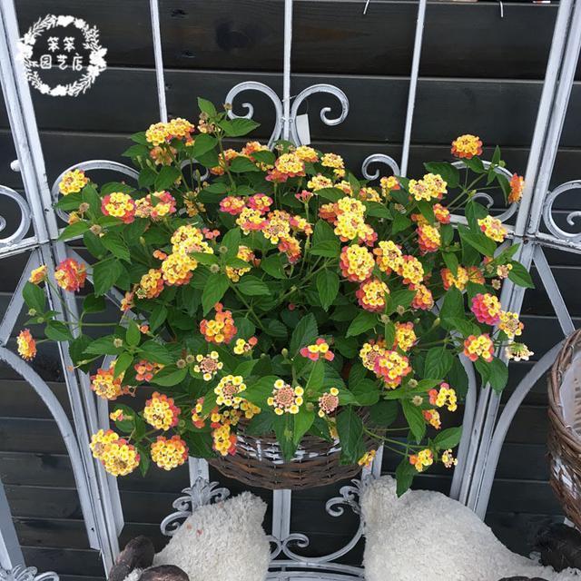 比仙人掌还好养的花卉，一花五色，能耐高温，花期长达300天