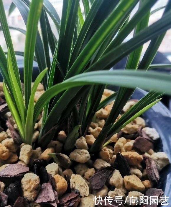 兰花也能提盆吗？配好植料，兰花根系疯长，轻松搭配提盆状态