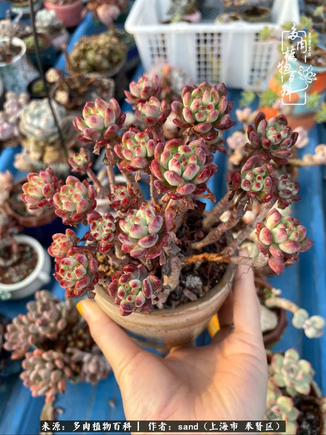 带着200多盆多肉，三个月搬两次家，是一种怎样的体验