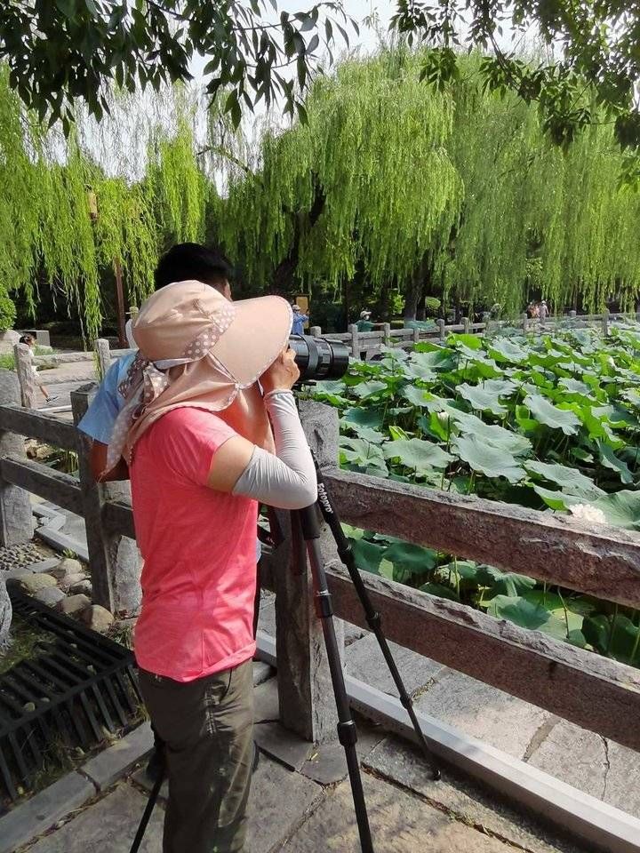 大明湖第二株并蒂莲已结莲蓬