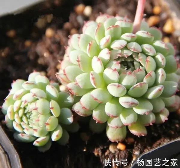光照|“难养”多肉名单公布,有些很漂亮,谁养谁后悔