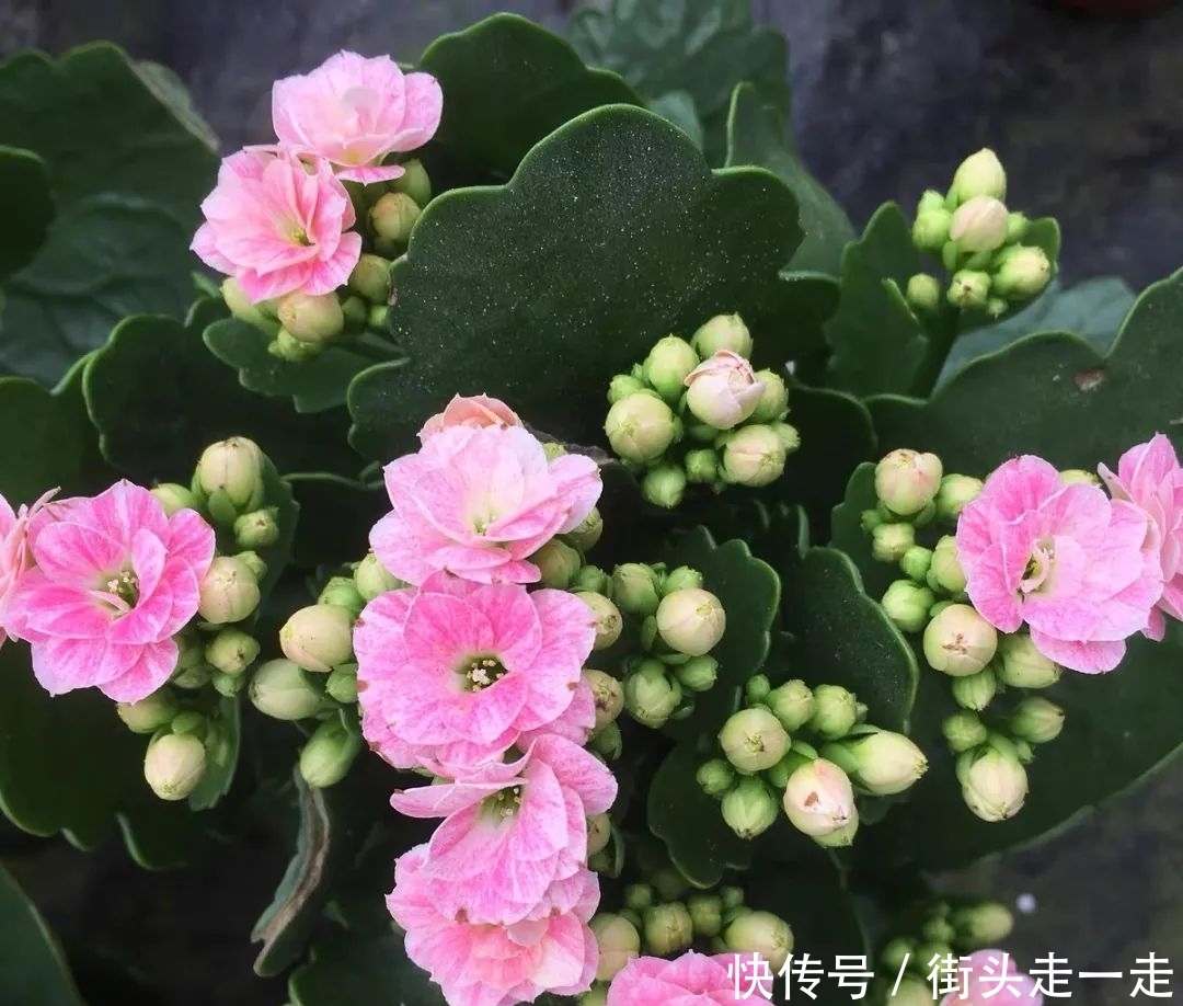 45种长寿花,个个都美爆了,你家养了多少种?
