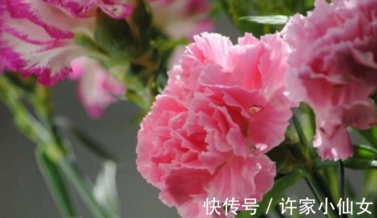 几款花卉好养又漂亮,清新悦目,一养就上瘾