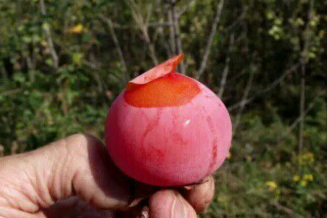 柿子|女性最好的零食,多吃补血活血,保持健康好气色