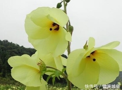 喝水时,加入此物,血管干净了,肌肤水嫩,女