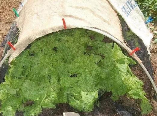 犯愁养花还是种菜别选了，种植8种蔬菜盆栽看着五颜六色