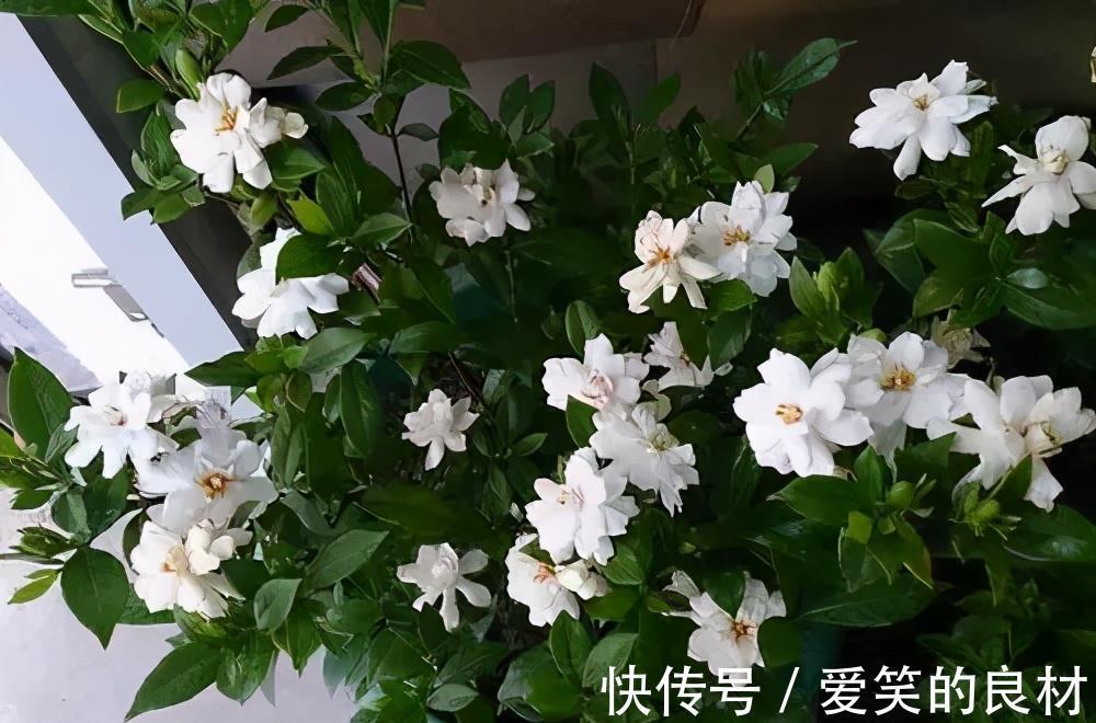 栀子花|夏天养2种花,勤修剪多晒太阳,花朵窜2米,清香小半年