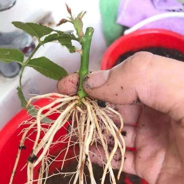 秋凉扦插“3种花”，枝条沾上“水土”，7天呼呼冒白根