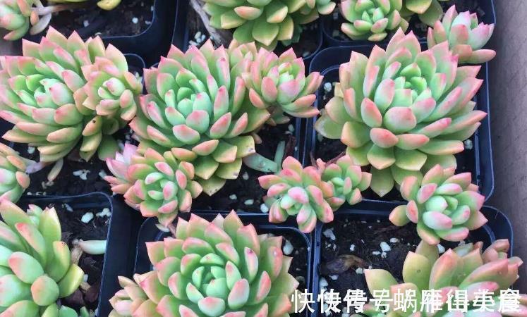 多肉|多肉中的“普货”马库斯，好养又漂亮，于新人而言却是“精品”