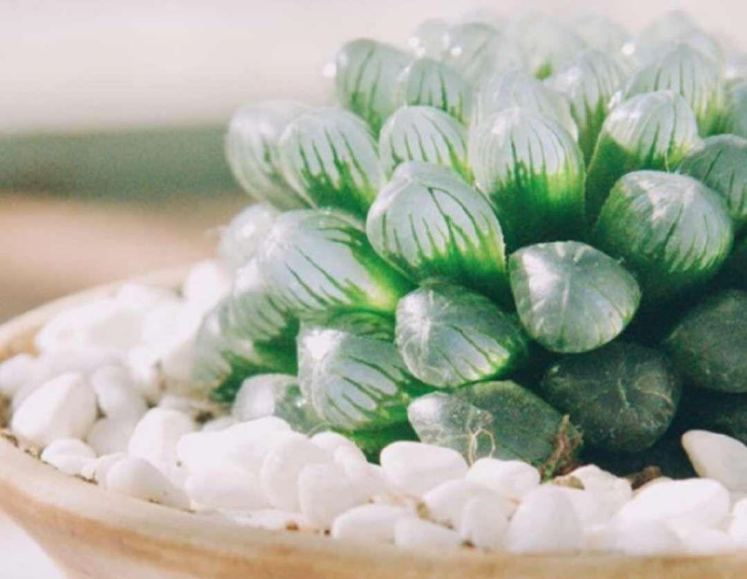 4种多肉最适合懒人养,叶子厚实难徒长,养到就是赚到!