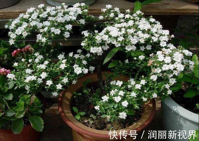 扦插|喜欢盆景就养它，1个枝能扦插，6月开花多又美，美过金枝玉叶