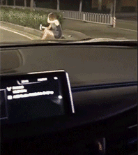 |搞笑GIF:你们有没有看一眼就怦然心动的感觉!