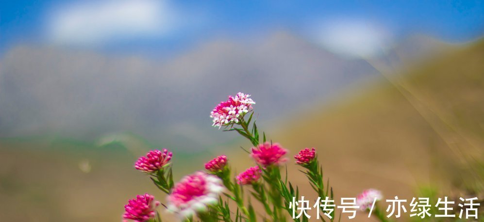 此花鲜艳多彩妖艳多姿,给人一种顽强拼搏的精神,象征着英雄本色