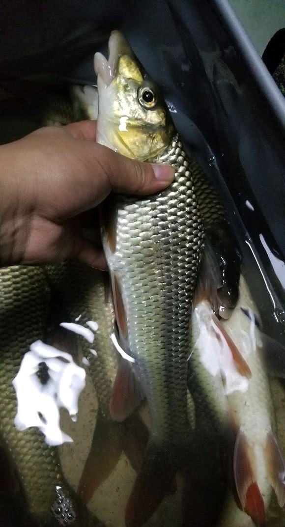 长江|6百一斤？长江钓获濒危怪鱼，竟长了“大鼻子”，浑身都胶原蛋白