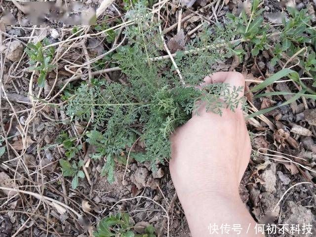 植物|墙角下，有1种野生的“植物”，人称“播娘蒿”，结出的种子珍贵