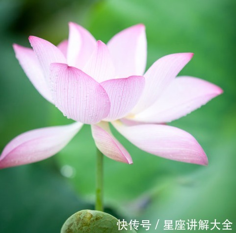 桃花|9月中旬，4属相开门见喜，有财有福有桃花，生活美滋滋