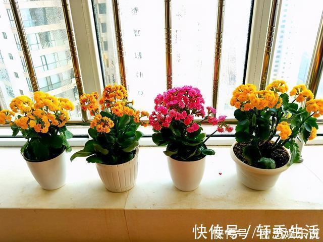 仙客来|被称为“夏必死”的8种花,我却喜欢买一些,因为能“省”不少钱