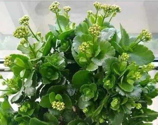 “1种玩意”不要扔，用来养花，扔盆就行，简单、好用，易爆盆！