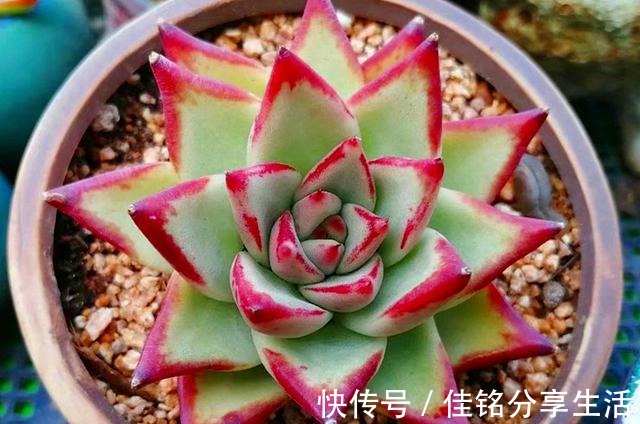 多肉“出汗”不可怕,证明活得很健康,但出汗后要特别注意通风!