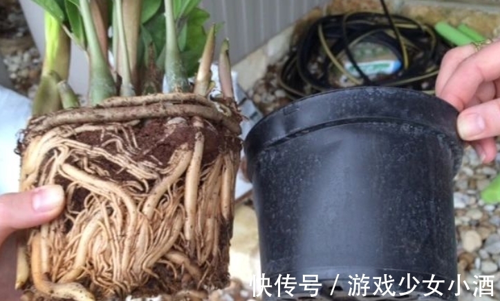 盆栽|这3种情况下,给植物换盆土,结果无异于“自掘坟墓”