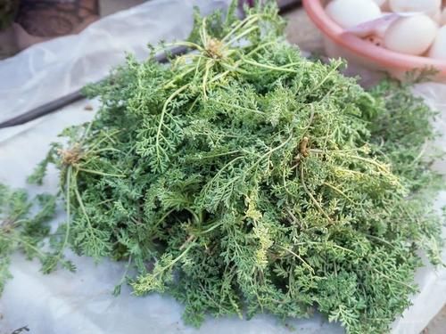 這種野菜有點苦，麥地里每年都長，3月正當時，見到可以摘一把