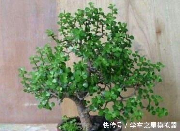 5种“植物”，寓意吉祥还“招财”，可以多养三四盆，比发财树强！