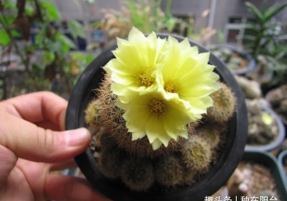 士童|误以为仙人掌很难开花，凑齐“4个条件”，开花一点不稀奇！