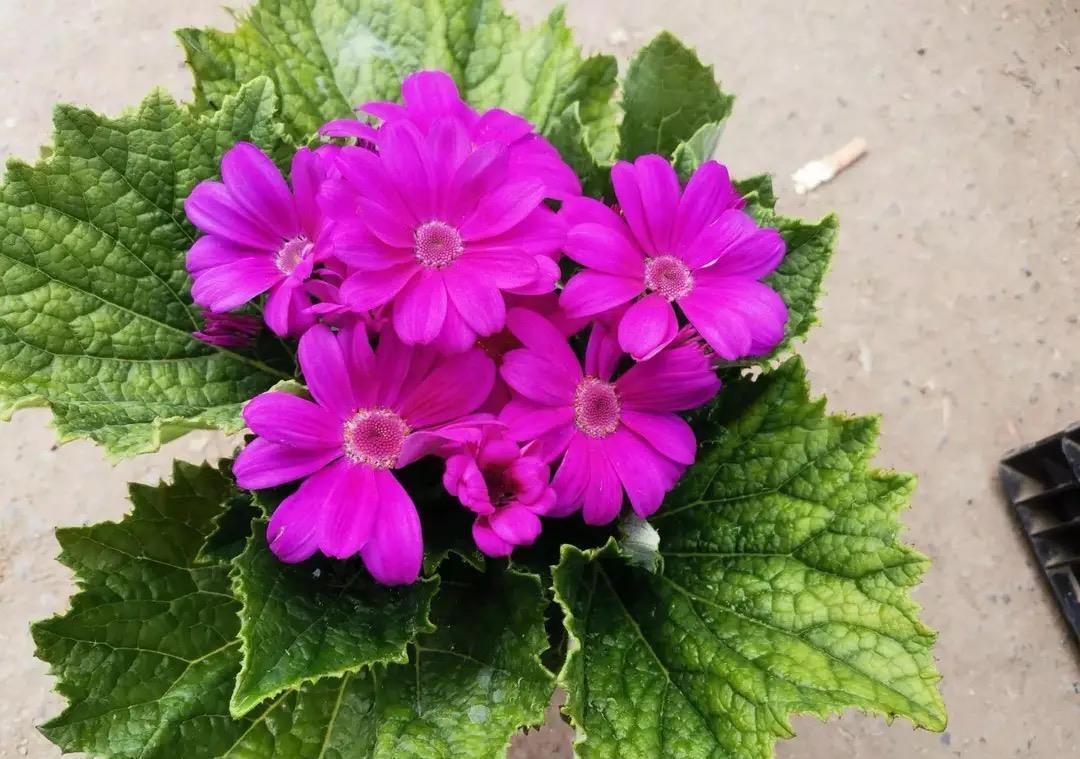 过年没有年味？养上几种“吉利花”，春节变得喜庆、热闹，年味浓