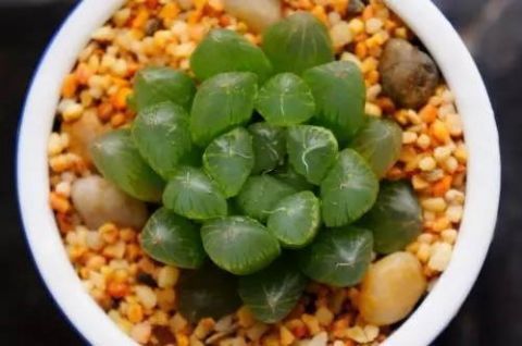 多肉玉露最爱什么掌握这四点习性，就能养好！