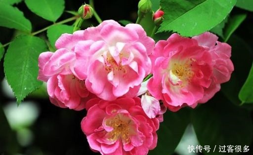 牡丹花|适合夏天养的花卉，枝繁叶茂开花爆盆，花大色艳花期长，漂亮极了