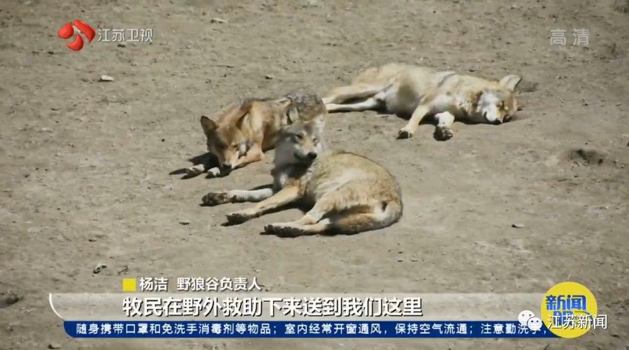 吉木萨尔县|与狼为伴！她是深山峡谷守护狼群的＂女狼王＂