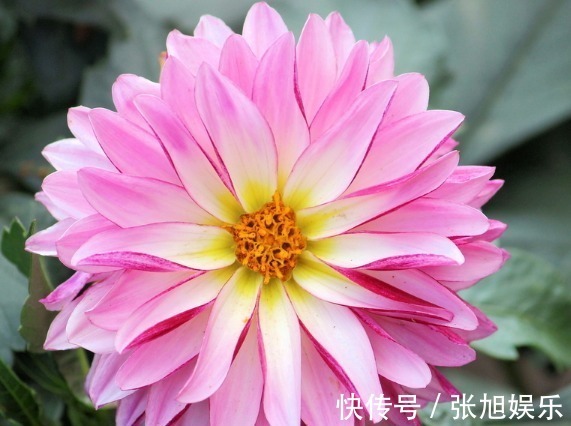 大丽花|此花外形奇特品种极多,花姿优雅霸气傲然,是寿比南山的好寓意