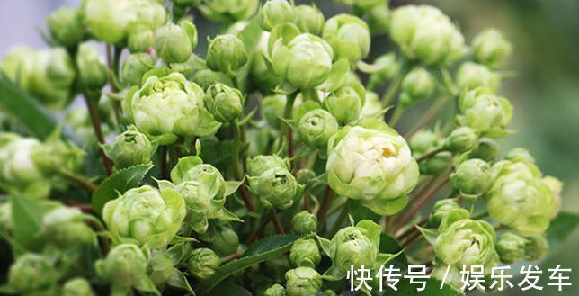 朱丽叶|打造阳台上的月季园，这10个月季品种不可少