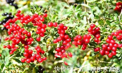 卵巢早衰|女性来“大姨妈”时,常吃4物,排污血清毒素,滋养卵巢抗衰老