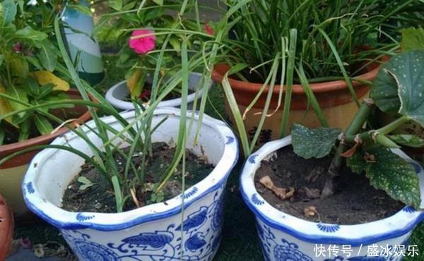 花盆也有讲究,用对了花儿长势旺,用错可就欲哭无泪了