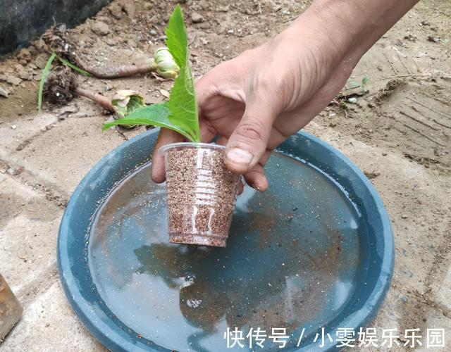 成活率|4种漂亮花,5月快扦插,20天生根,残枝别浪费