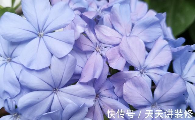 扦插|趁热快进行扦插,以下花扦插正当时,养护到位,生根发芽没问题