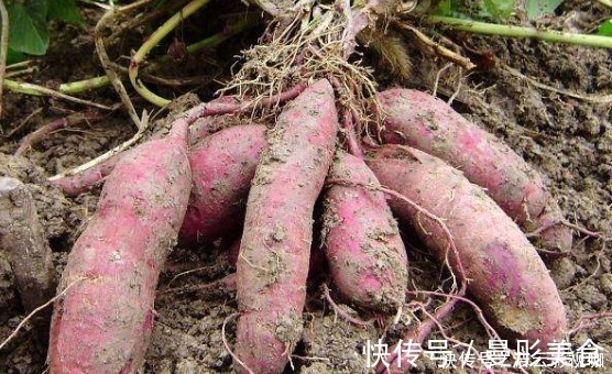 收藏红薯有诀窍,这样做红薯不腐烂不发芽,放一年也不会坏!
