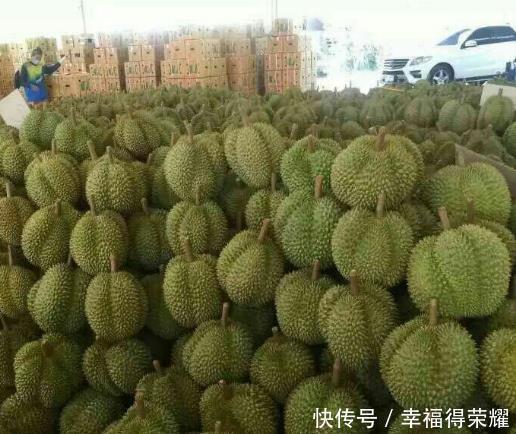 道理|榴莲一年能结400颗果,为何还那么贵?原因在这3点,网友:有道理