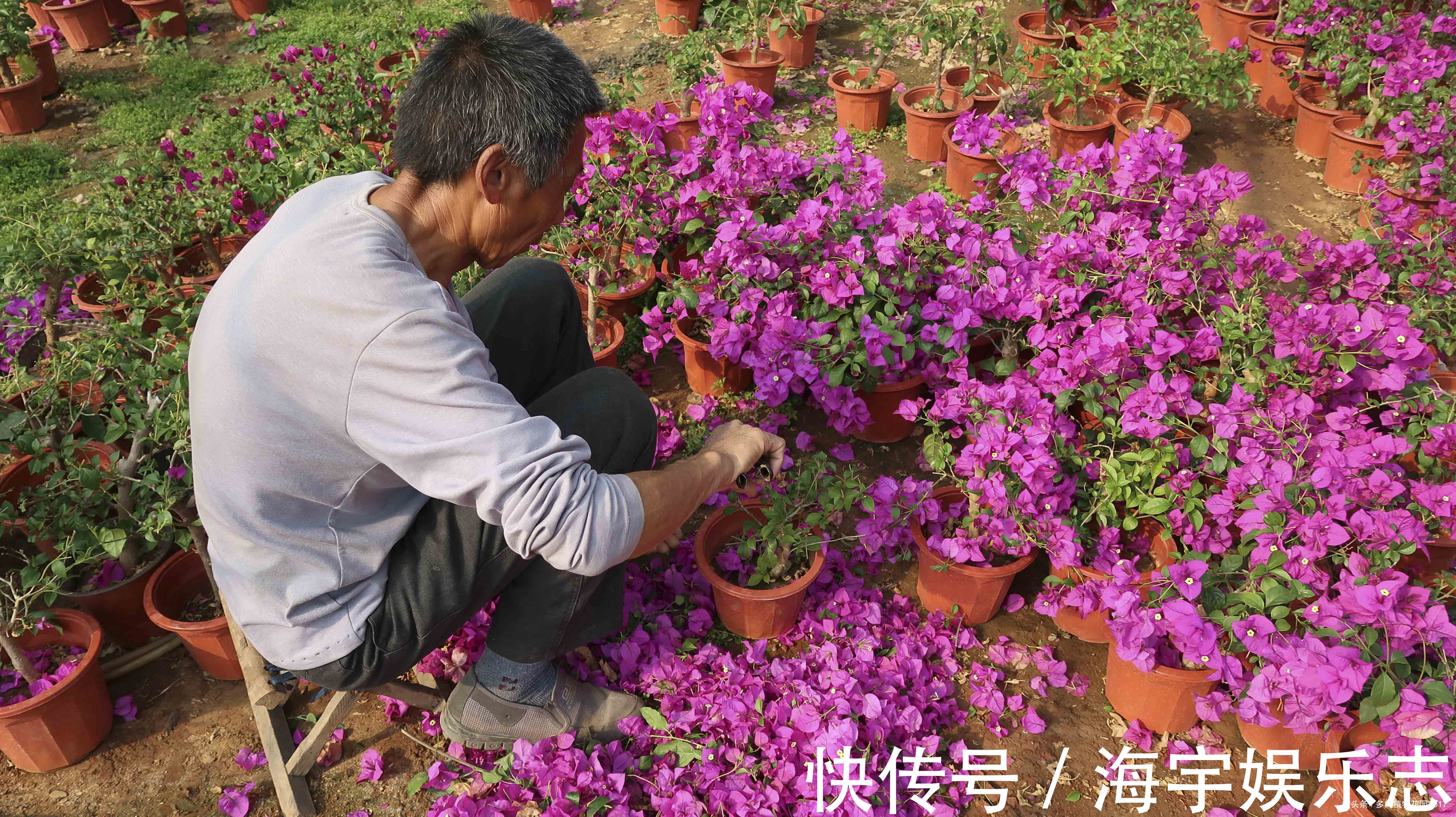 花都|三角梅正是开花的时候,花农大爷却把花都剪掉了