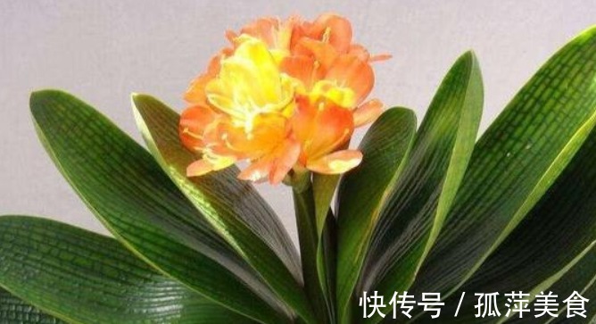 一种“天然油脂”扔盆里,君子兰翠绿易爆盆,3年盆土不板结