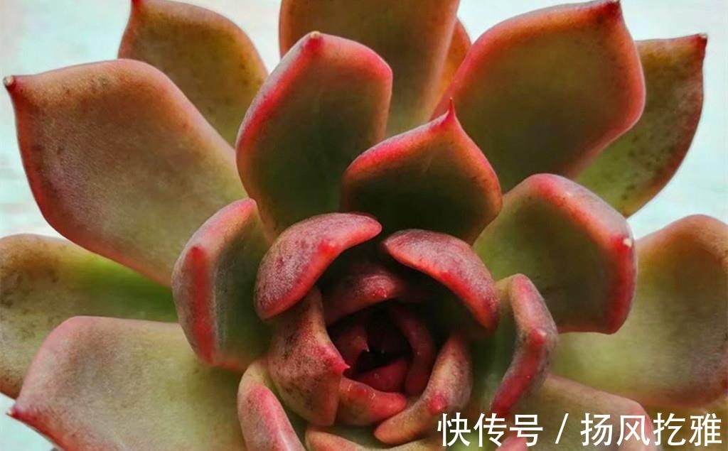 橙梦露|如何打造甜蜜色多肉?选对品种,养出糖心就是了,很少有人不喜欢