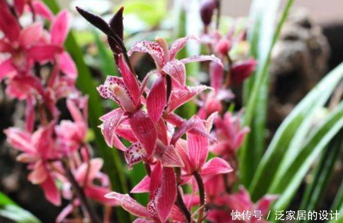 种花|4种花很耐养,沾土就能活,开花就爆盆,不易生病好养护