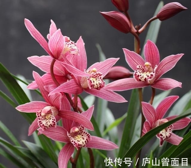 女士养兰花,首选“红满天”,花色艳丽,兰香四溢,长期有花赏!