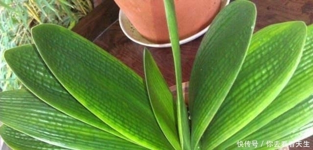 叶子|教你一招让君子兰蹭蹭长，一年长两三对叶子！