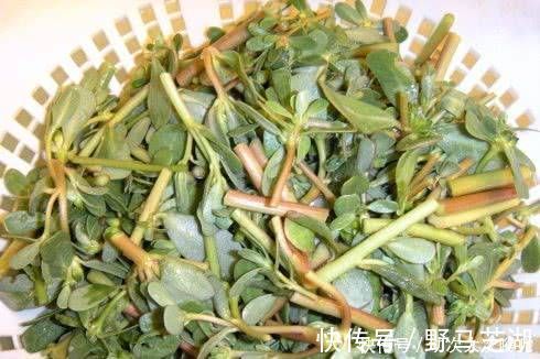 白发|这东西只有农村有,吃了白发变黑发,不知道就太可惜了