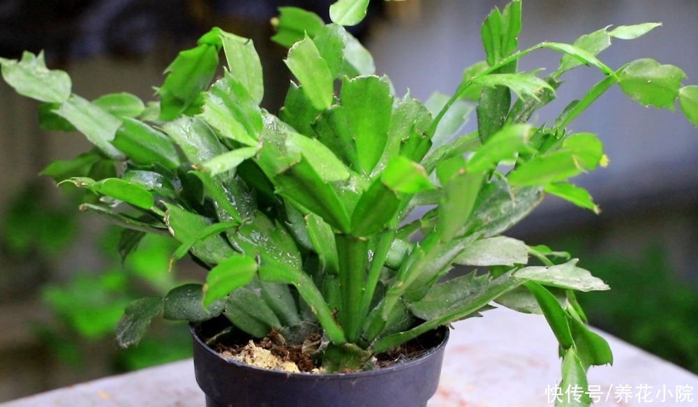 蟹爪兰开完花后,下一步该如何去养护?