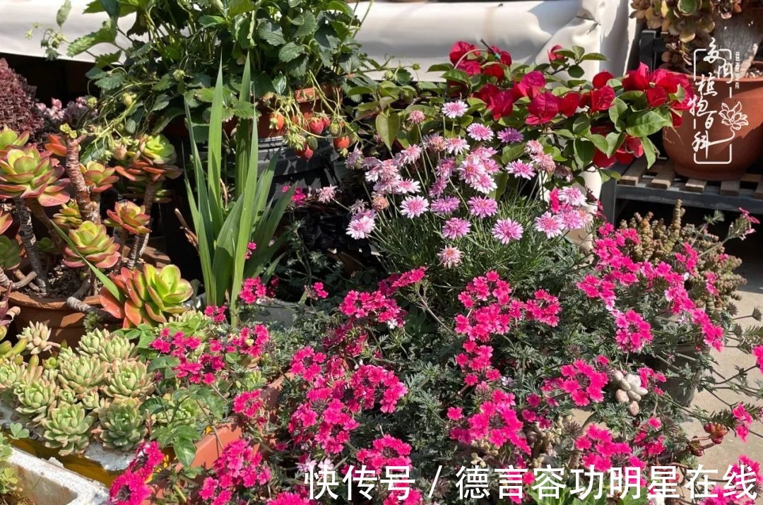 最美四月天,去杨姐的屋顶花园,赴一场花约!