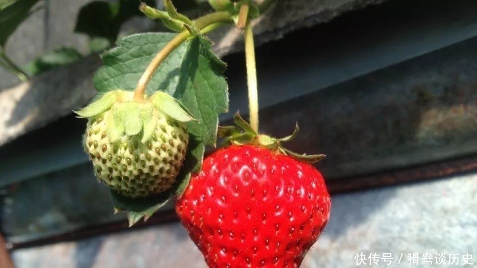 草莓大棚|老满洲旗人家婚配的时候,最看重的是什么?